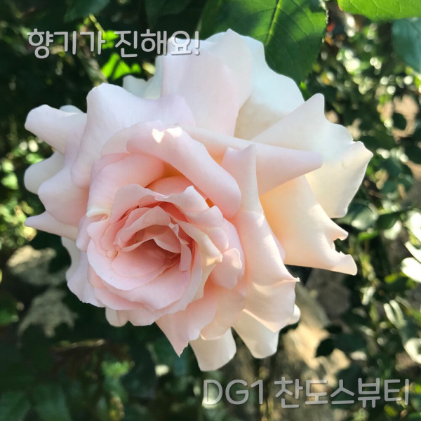 사계덩굴장미 DG1찬도스뷰티 줄장미묘목