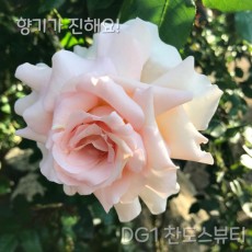 사계덩굴장미 DG1찬도스뷰티 줄장미묘목